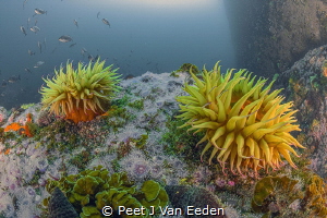 I can't promise you a rose garden,but a sea anemone garden by Peet J Van Eeden 